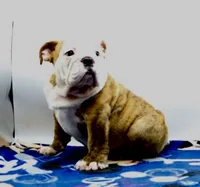 Ivan , a male English Bulldog for sale in Paramount, CA – 2 of 5