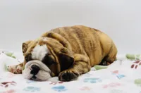 Karla, a female English Bulldog for sale in Paramount, CA – 2 of 7
