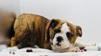 Nate , a male English Bulldog for sale in Paramount, CA – 4 of 8