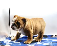 Carlos , a male English Bulldog for sale in Paramount, CA – 5 of 6