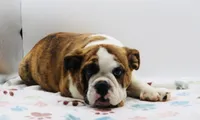 Nate , a male English Bulldog for sale in Paramount, CA – 6 of 8