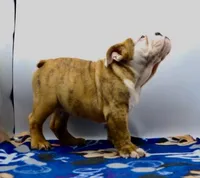 Ivan , a male English Bulldog for sale in Paramount, CA – 4 of 5