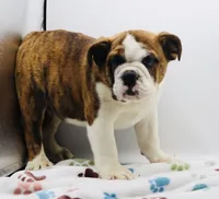 Nate , a male English Bulldog for sale in Paramount, CA – 5 of 8