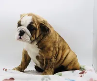 Karla, a female English Bulldog for sale in Paramount, CA – 5 of 7