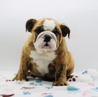 Karla, a female English Bulldog for sale in Paramount, CA – 4 of 7