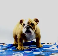 Carlos , a male English Bulldog for sale in Paramount, CA – 4 of 6