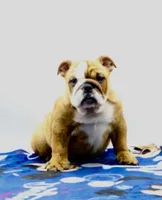 Carlos , a male English Bulldog for sale in Paramount, CA – 2 of 6