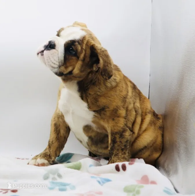 Karla, a female English Bulldog for sale in Paramount, CA – 1 of 7