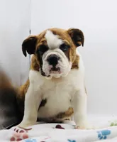 Nate , a male English Bulldog for sale in Paramount, CA – 2 of 8
