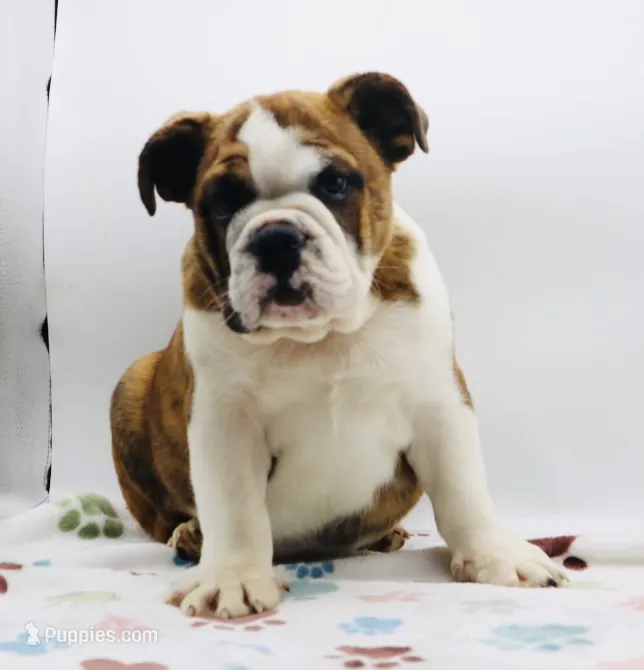 Nate  – English Bulldog puppy for sale in Paramount, CA