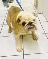 Karla, a female English Bulldog for sale in Paramount, CA – 6 of 7