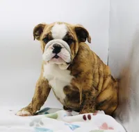 Karla, a female English Bulldog for sale in Paramount, CA – 3 of 7