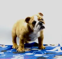 Carlos , a male English Bulldog for sale in Paramount, CA – 6 of 6