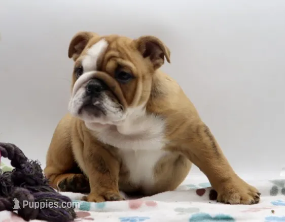 Carlos  – English Bulldog puppy for sale in Paramount, CA