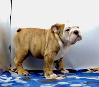 Ivan , a male English Bulldog for sale in Paramount, CA – 5 of 5