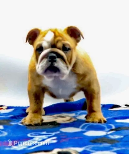 Carlos  – English Bulldog puppy for sale in Paramount, CA