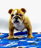 Carlos , a male English Bulldog for sale in Paramount, CA – 1 of 6