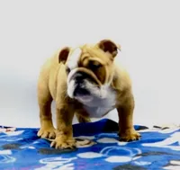 Carlos , a male English Bulldog for sale in Paramount, CA – 3 of 6