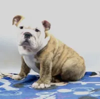 Ivan , a male English Bulldog for sale in Paramount, CA – 3 of 5