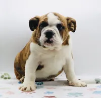 Nate , a male English Bulldog for sale in Paramount, CA – 3 of 8
