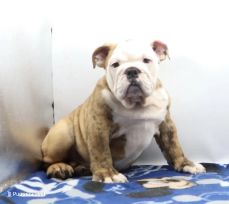 Ivan  – English Bulldog puppy for sale in Paramount, CA