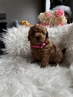 processed/86092ca1-a78e-4838-bb27-f30573f8f6b3/listing/27e529d2-775f-487c-8624-3c257d30eedd/d636415a-db8e-485a-89fb-a345cd3a2402