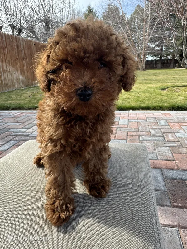 Light blue collar male