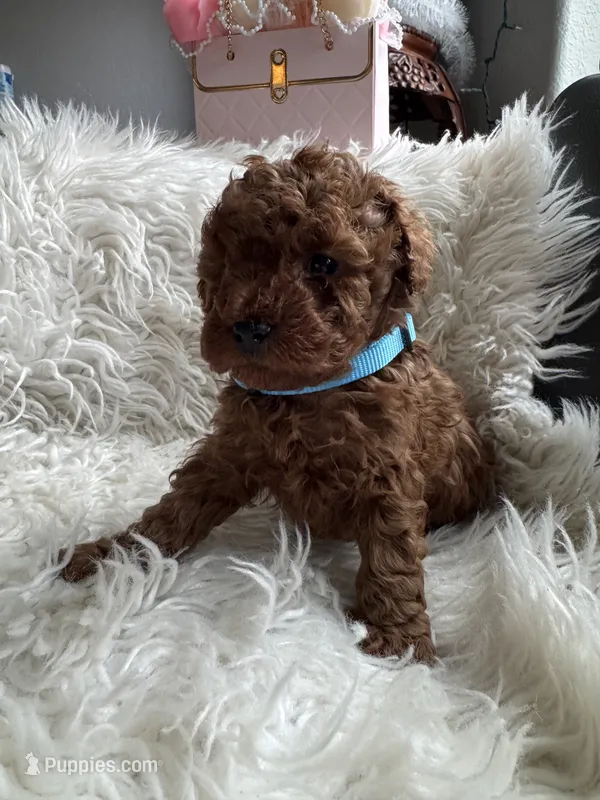 Light blue collar male