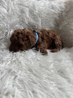 Light blue collar male, a male Poodle - Toy  for sale in Moses Lake, WA – Photo 3 of 4