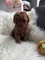 Light blue collar male, a male Poodle - Toy  for sale in Moses Lake, WA – Photo 4 of 4