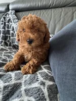 White collar male, a male Poodle - Toy  for sale in Moses Lake, WA – Photo 1 of 6