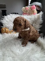 White collar male, a male Poodle - Toy  for sale in Moses Lake, WA – Photo 5 of 6