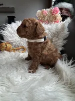 White collar male, a male Poodle - Toy  for sale in Moses Lake, WA – Photo 4 of 6