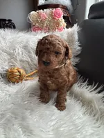 White collar male, a male Poodle - Toy  for sale in Moses Lake, WA – Photo 2 of 6