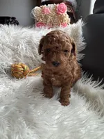 White collar male, a male Poodle - Toy  for sale in Moses Lake, WA – Photo 3 of 6