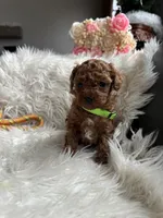 Lime green collar male, a male Poodle - Toy  for sale in Moses Lake, WA – Photo 4 of 5