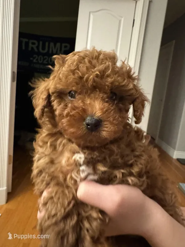 Lime green collar male
