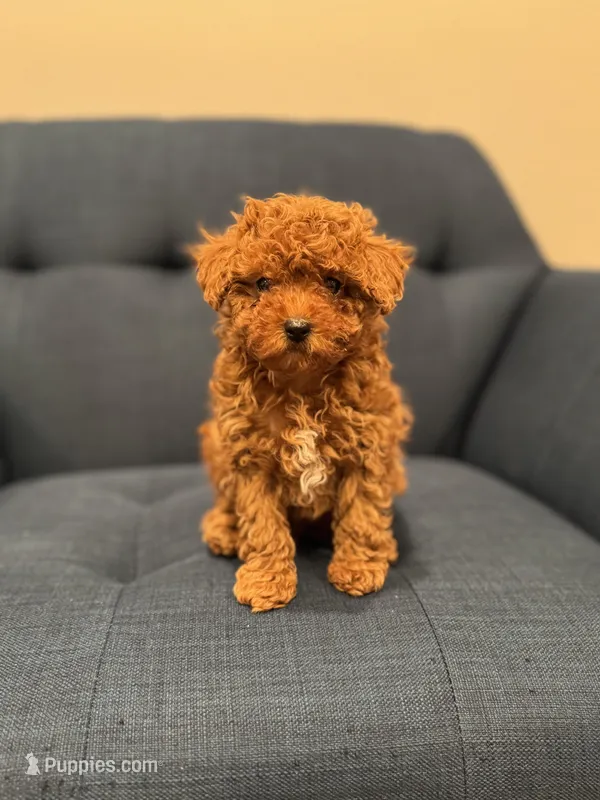 Lime green collar male