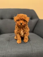 Lime green collar male, a male Poodle - Toy  for sale in Moses Lake, WA – Photo 1 of 5