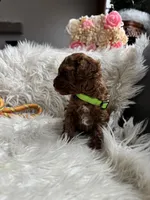 Lime green collar male, a male Poodle - Toy  for sale in Moses Lake, WA – Photo 5 of 5