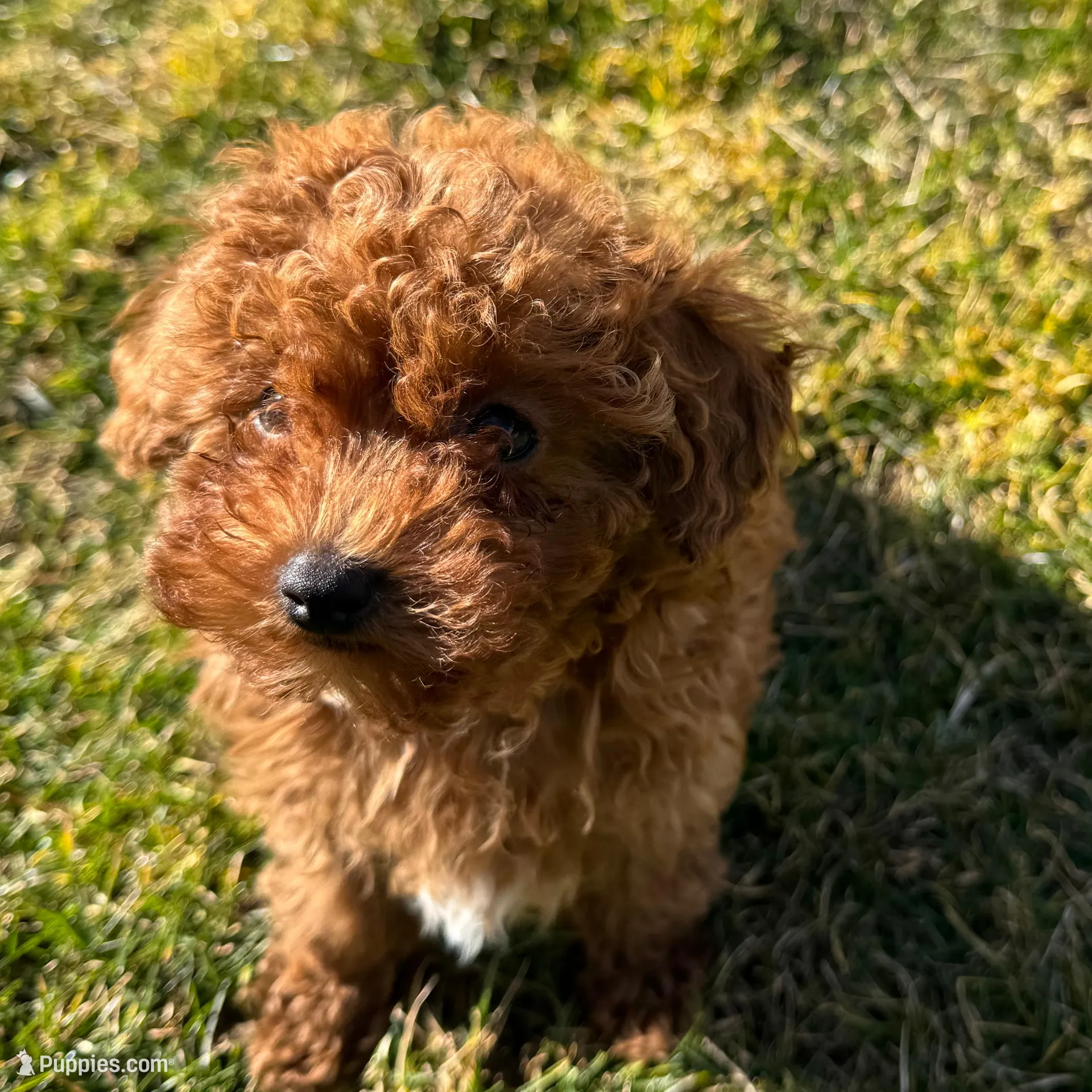 Lime green collar male