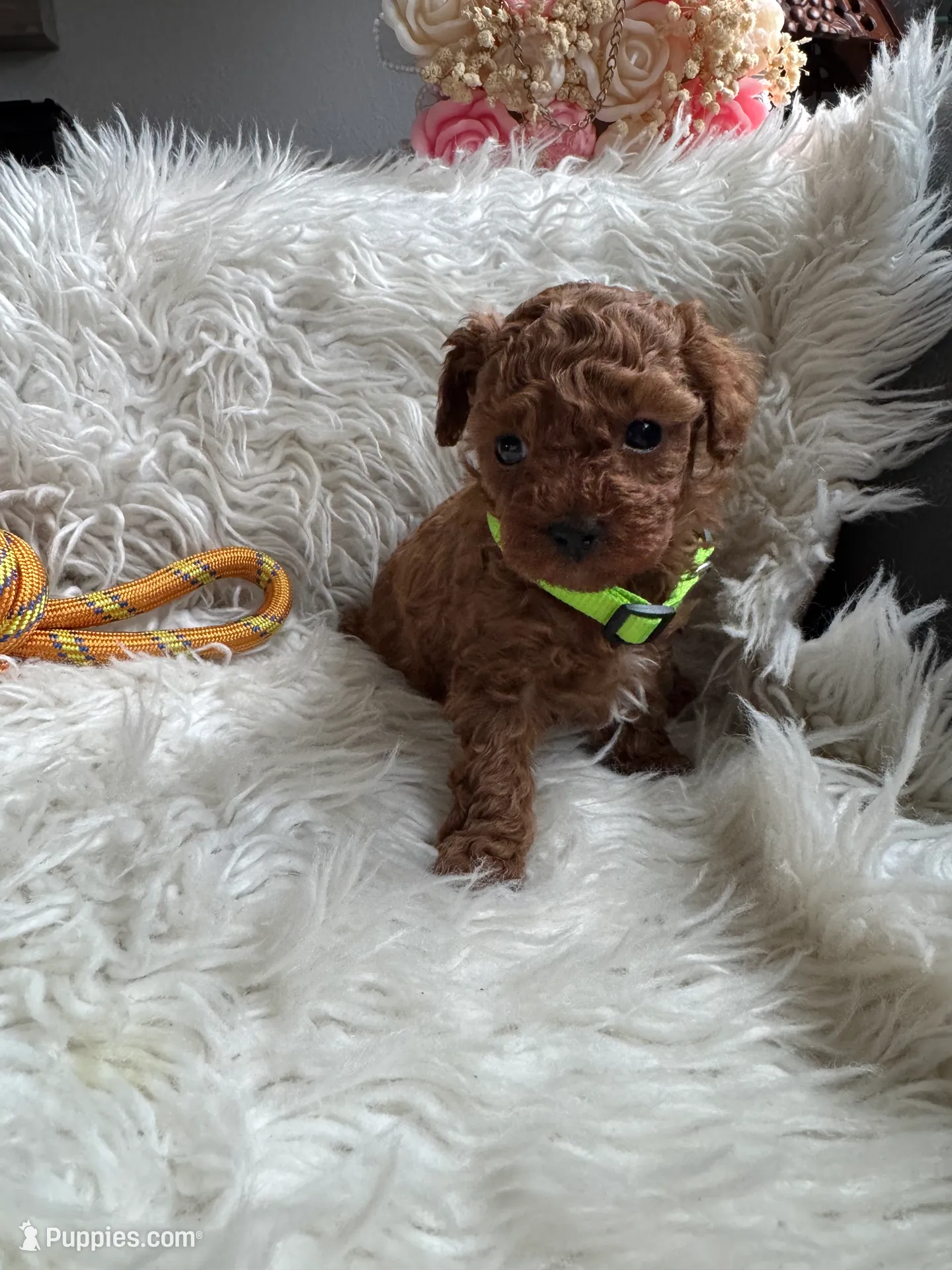Lime green collar male, a male Poodle - Toy  for sale in Moses Lake, WA – Photo 3 of 5