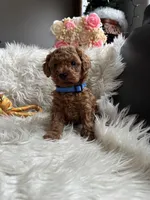 Blue collar male, a male Poodle - Toy  for sale in Moses Lake, WA – Photo 2 of 5