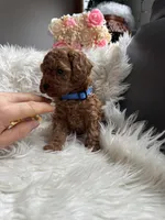 Blue collar male, a male Poodle - Toy  for sale in Moses Lake, WA – Photo 5 of 5