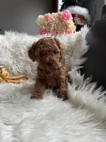 Blue collar male, a male Poodle - Toy  for sale in Moses Lake, WA – Photo 4 of 5