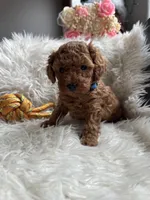 Blue collar male, a male Poodle - Toy  for sale in Moses Lake, WA – Photo 3 of 5