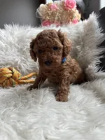 Blue collar male, a male Poodle - Toy  for sale in Moses Lake, WA – Photo 1 of 5