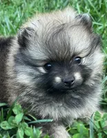 Rusty (Found his new 4EVER Home), a male Pomeranian for sale in Lisle, IL – 3 of 10