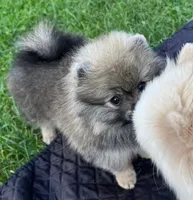 Rusty (Found his new 4EVER Home), a male Pomeranian for sale in Lisle, IL – 6 of 10