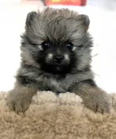 Rusty, a male Pomeranian for sale in Lisle, IL – 7 of 10